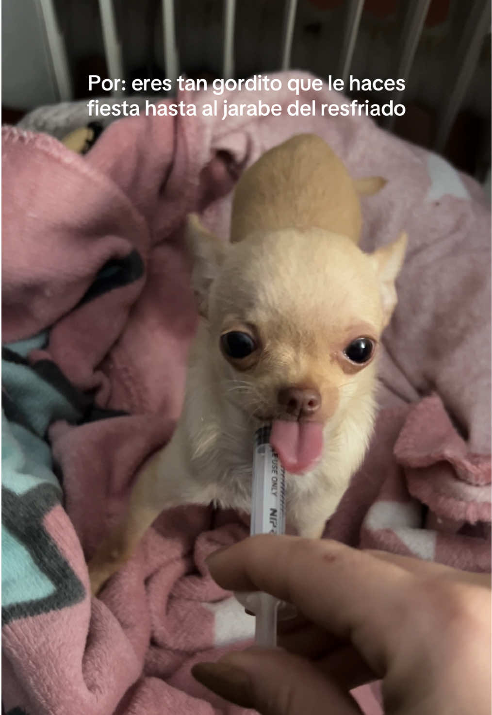 Le gusta todo a este niño jajajaj #chihuahua #dogs #perros #dog #dogsoftiktok 