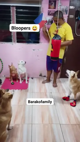 ngay từ nhỏ đã được huấn luyện 💪👊#dog #pet #meme #xuhuong #fyp 🐶