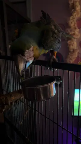 #macaw #parrotmom #birdmom #birdsoftiktok #parrot 