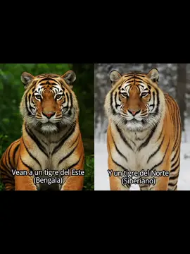 Rugido  impresionante de los Tigres 🐅 del Este vs los  tigres 🐅 del Norte #tigres #viral #comparte #viralvideo #discoverychannel 