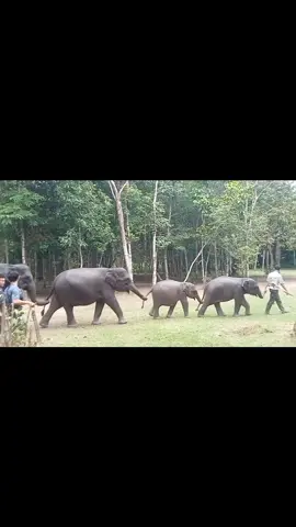 Chiko, Cantika, Linda, Sonya, Riska & Gunturia 💚  Gajah-gajah penjaga harmoni antara Manusia dan Gajah Liar 🐘  #elephanresponseunit #eru #waykambas #lampung 
