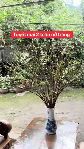 Em vẫn về tuyết mai rừng siêu vip #tet2026 #tuyetmai 