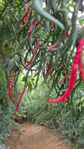 lokal siboras #siboras #benih #fyp 