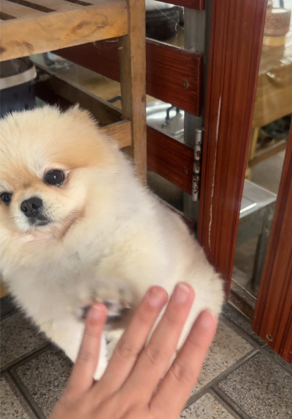 หน้าอ้อนมาก | #พี่กังฟูน้องนินจา🐶🐶 #dogsoftiktok #หมาน่ารัก #pomeranian 