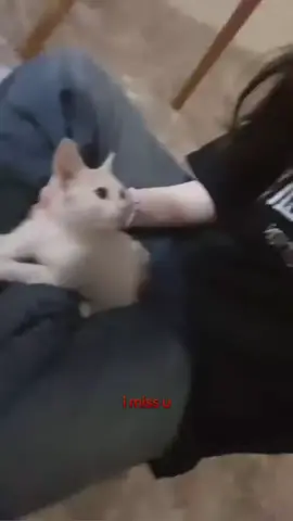 #fyp #cat #جدو_سيف 