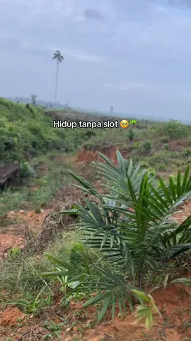 Alhamdulillah 🥹#fyp #sawit #storysawit 