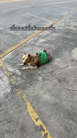 ไม่ยอมหนาวแบบไม่เท่หรอกค้าบบ #หมา #หมาจร #หนาว 