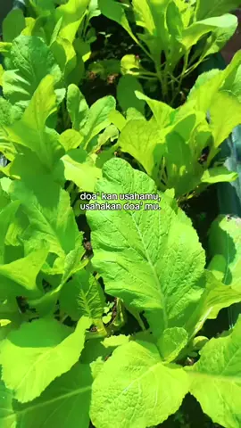 Usaha doa ikhtiar#juraganplanterbag #tabulampot #sayurmayur #buahbuahan #livehighlights 