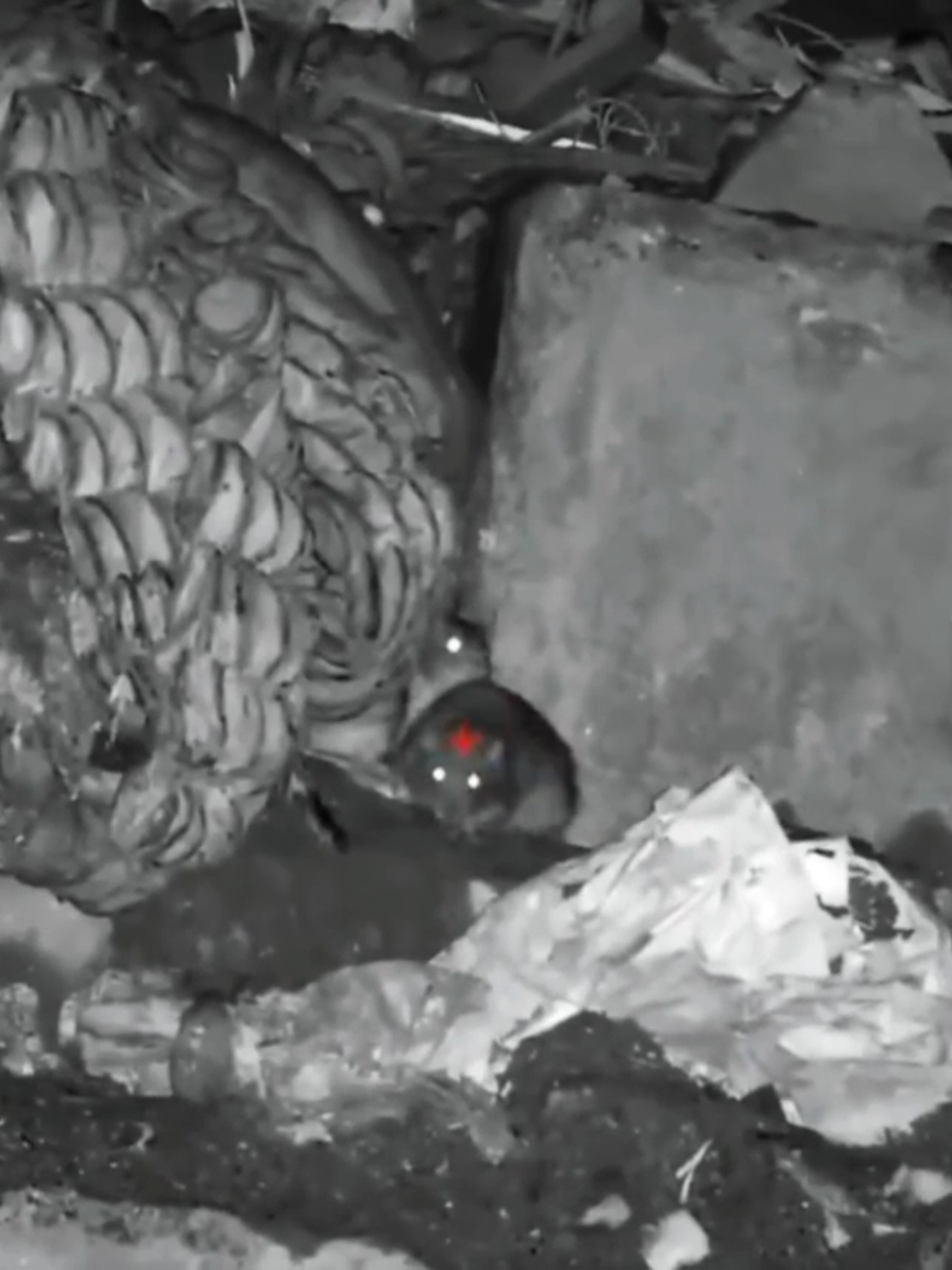 👉🏻 SIGA SE APOIA! 🐀🎯 Nossa missão é proteger colheitas, lares e pessoas - não prejudicar animais. Todas as ações fazem parte de práticas éticas e legais de controle de pragas. Removemos pragas que danificam as culturas e propagam doenças - sempre seguindo métodos humanos e legais.  Nosso objetivo: um ambiente mais limpo e seguro tanto para os seres humanos como para a vida selvagem. #dedetizadora #dedetização #rato #controledepragasurbanas #pragaurbana  