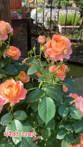 मनैको दरबार 