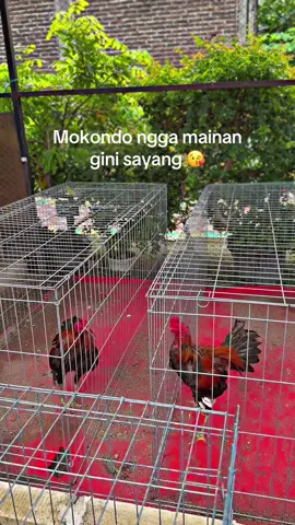 adek kakak lari pagi 🥰 #madiun24jam #CapCut 