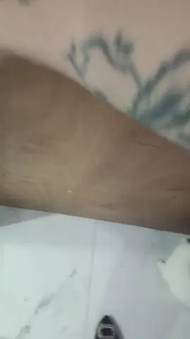 Que belleza llegar a casa y que te reciban así 😍🥰🐺 #huskyccszla #huskysiberiano #huskyccs #amordehusky❤️ #lobosiberiano🐺 