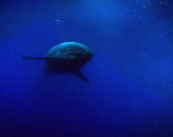 #deftones #numetal #chinomoreno #deftonesedit #fyp 