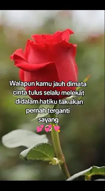 #fypシ #viral #lovestory #katacinta #bucin_story #bucin_story #ldrstory #hanyakamu #ldr #akumencintaimu #cintasejati #4u 