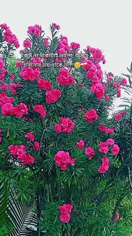 #creatorsearchinsights #কুমিল্লার_ছেলে #মালদ্বীপ🇲🇻🇲🇻প্রবাসী 