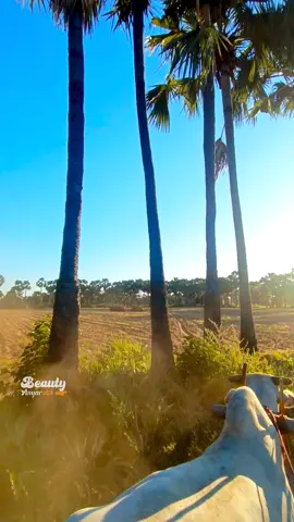 နွားနဲ့ရုန်းကာ နှင်တံပြင် #fyp #foryou #အညာအလှ #myanmartiktok🇲🇲🇲🇲 #တောသဘာဝတောအလှ😍 