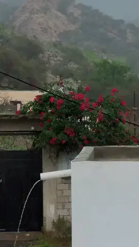 اللهم انا نسألك العفو والعافية 