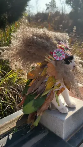 #cat #cutecat #kucing #pet 