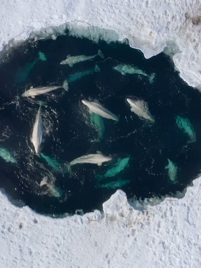 【地球生灵】—— “漫长的囚笼”生死煎熬#海洋#冰天雪地 #冰窟 #生存