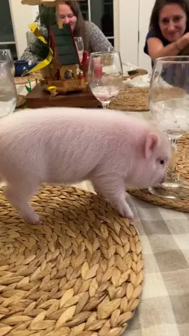 🥂🐷😂 #pig #pigs #pigsoftiktok #piglet #minipig Credit: 📷 Pickles the Pig