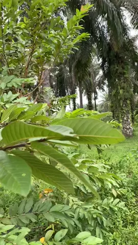 Jho piraweh dhen agaih makan😂🤣@Rebell  