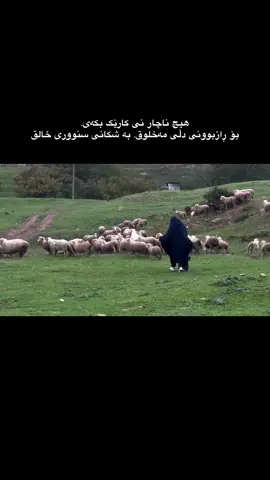 ناچارنی.🖤