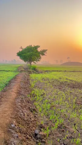 #sohnapind149 #viralvideo #trending #virel #fyp 