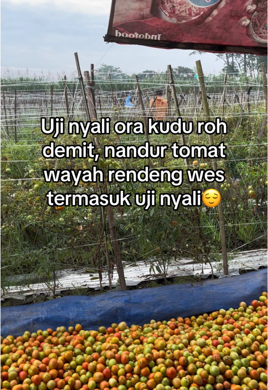 kulak mumet💆🏻‍♀️#petanimuda #petanimilenial #petanitomat🍅 #petanicabe #foryourpage 