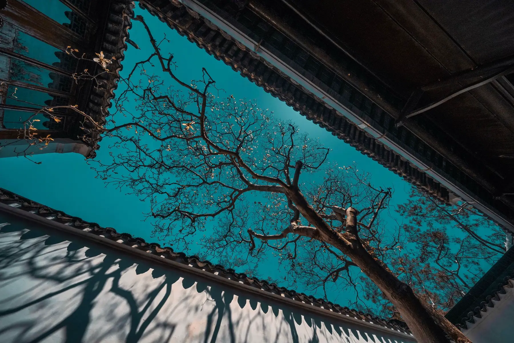 Mưa ngấm bên thềm, hương úa nhẹ, gió ru màu tóc thoảng như sa. Kiếp lỡ trôi xuôi theo tiếng nguyệt, chỉ sót trong hồn một nét hoa. #hoa #reverse0506 