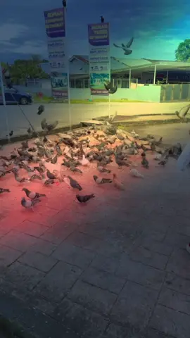 Bird Feeding 🕊️✨#thurdayvibes #blessed #feeding #fypage #birds 