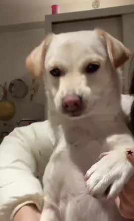 #swaydancetrend #cachorro #perro #noobdance #puppydance #noob #dancingpup 