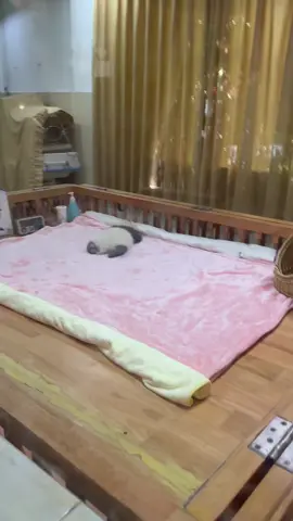 China national treasure panda, a rare panda cub, do you like it?#panda #Baby panda