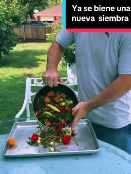 #CapCut    Listos para una nueva siembra ?#garden #pepper #hotpepper #gardening101 