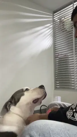 Explicándole porque le tengo que limpiar sus patitas después de que volvemos del paseo. #puppy #perritos #dog 