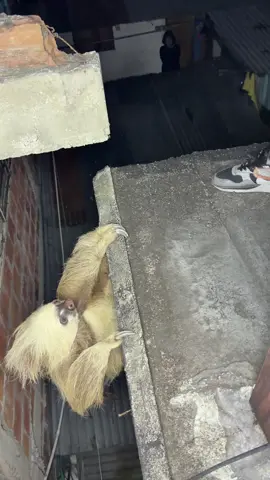 Rescatamos Un Oso Perezoso 