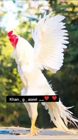 Ret of my editing 🥱 #khangaseel❤️ 