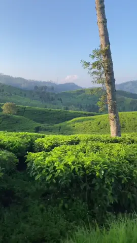 #ciwideyrancabali #ciwideybandung #fypage 