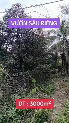 vườn sầu riêng 9 năm tuổi cây còn tốt #xuhuongtiktok  #batdongsantiengiang  #vuonsaurieng  #datgiare 