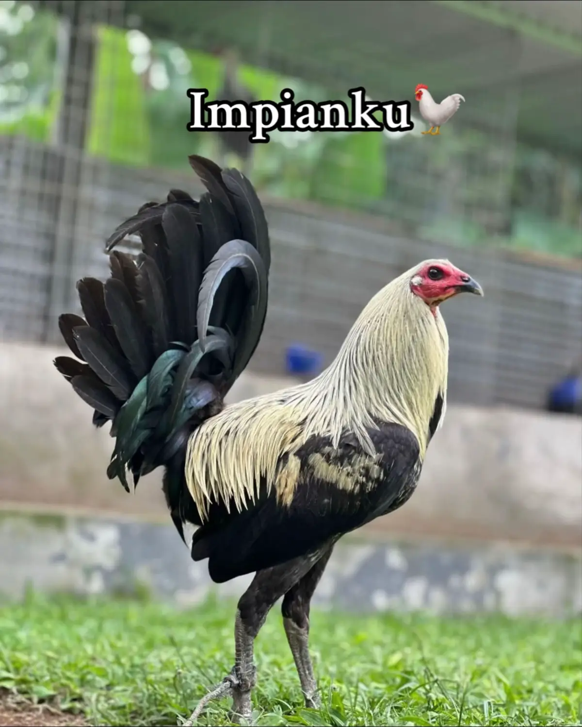 #ayamimportfilipin🇵🇭 #ayamfilipinaimport🐓🇵🇭 #fypシ゚ #fyppppppppppppppppppppppp #fyp 