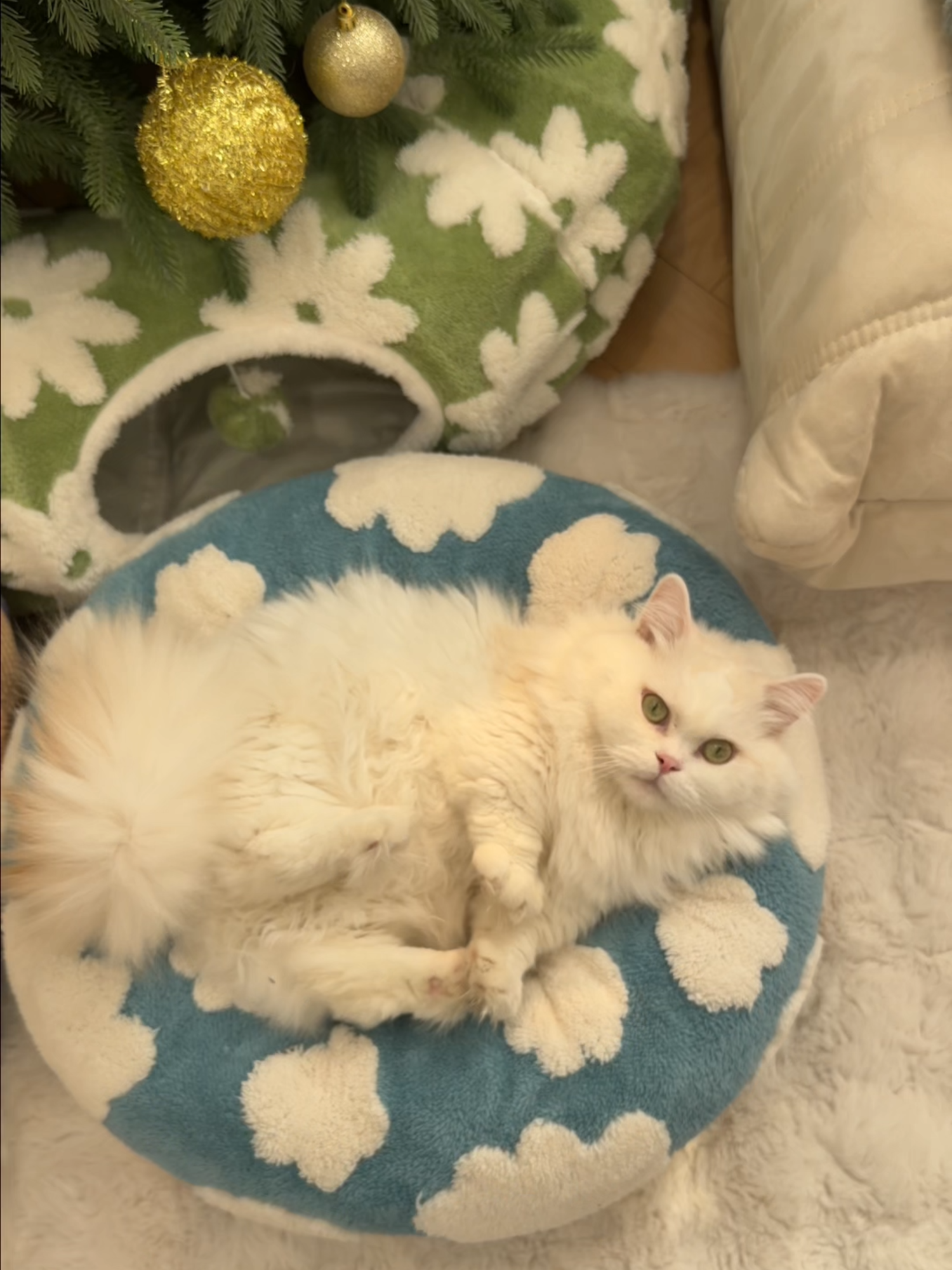 Paws-itively purr-fect! Your kitty's dream 2-in-1 tunnel bed is now christmas steal. 😸✨ #merrychristmas #catsoftiktok #lesurepet #TikTokShopBlackFriday #TikTokShopCyberMonday #lesure #cat