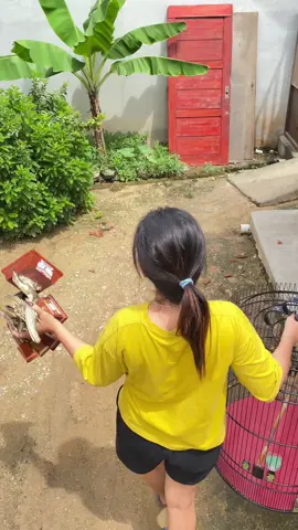 #CapCut agak laen😭😭#muraibatu #muraibatuindonesia #kicaumania #xyzbca 