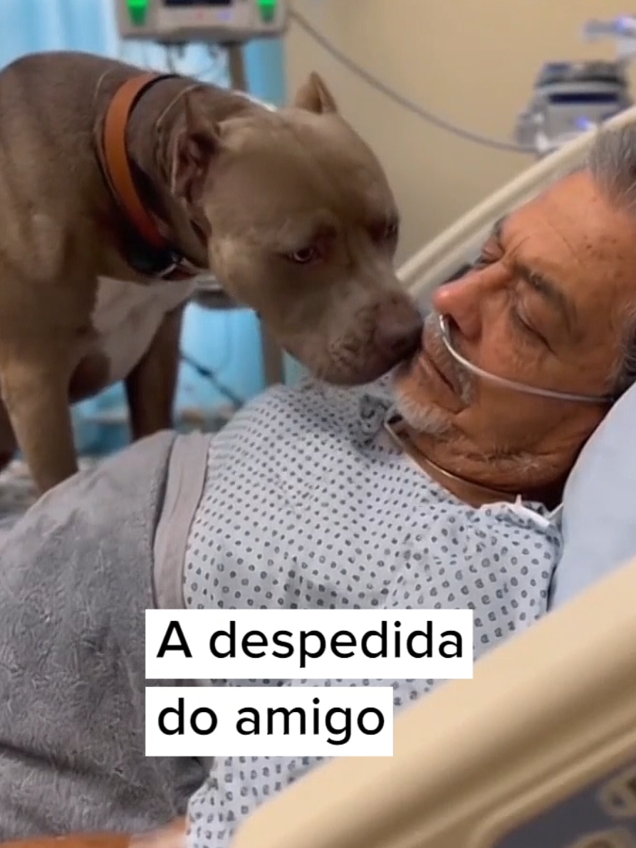 Cães que visitam seus donos nos hospitais. #cachorro #pet #PetsOfTikTok #dog #cachorros 