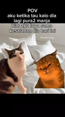 #duet dengan @POV Kucing˚𐙚 #catmeme 