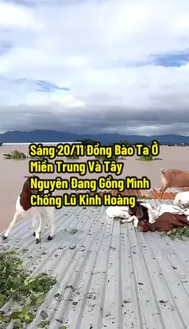 Hôm Nay 20/11 Đồng Bào Ta Ở Miền Trung Và Tây Nguyên Đang Gồng Mình Chống Lũ #LũLụtThuỷĐiệnXảLũ