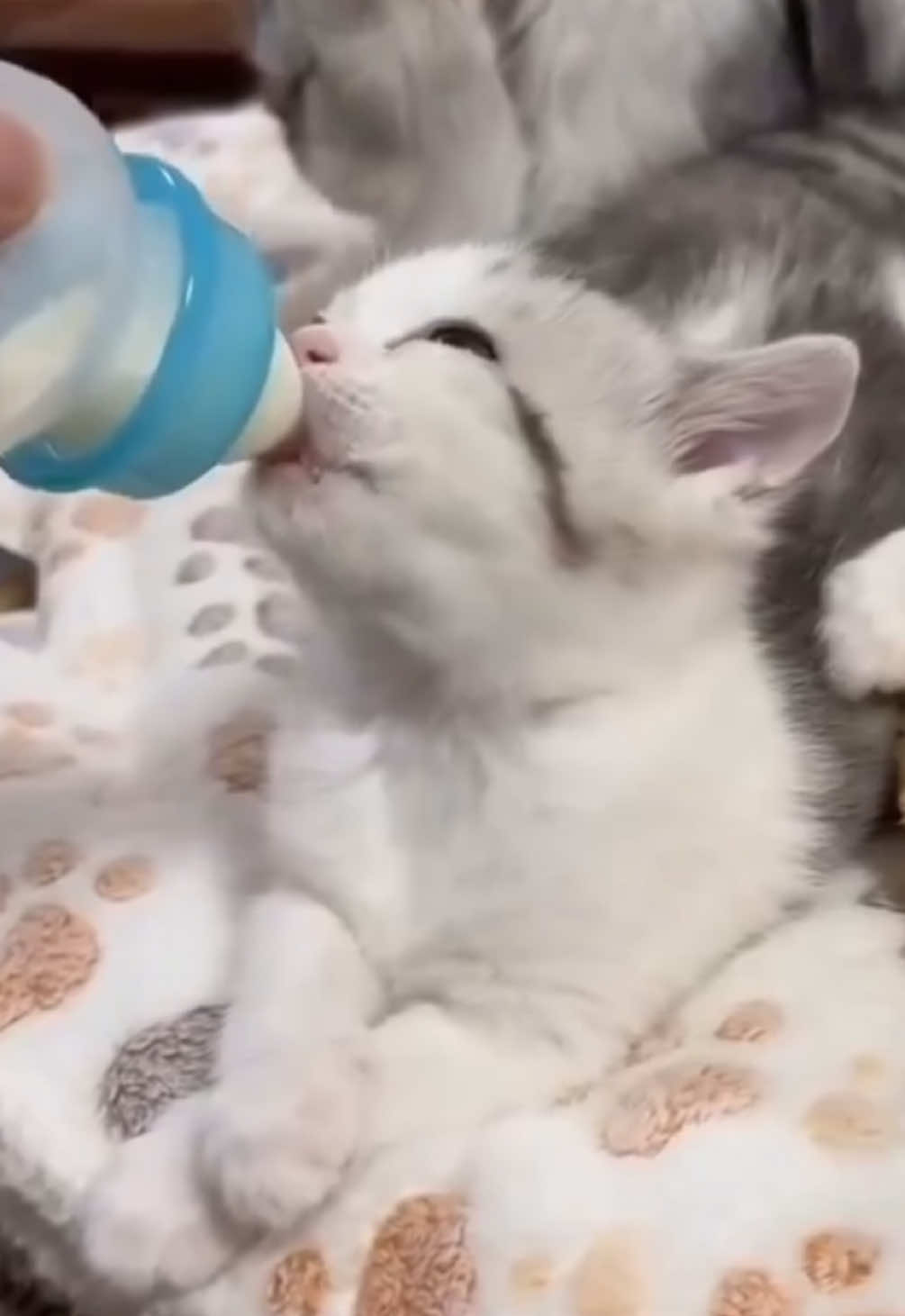子猫さまのミルクタイム🥰🥰🥰たくさん飲んですくすく育ってくださいね🥰💕 #ねこ #猫 #子猫 #猫可愛い #猫のいる暮らし 