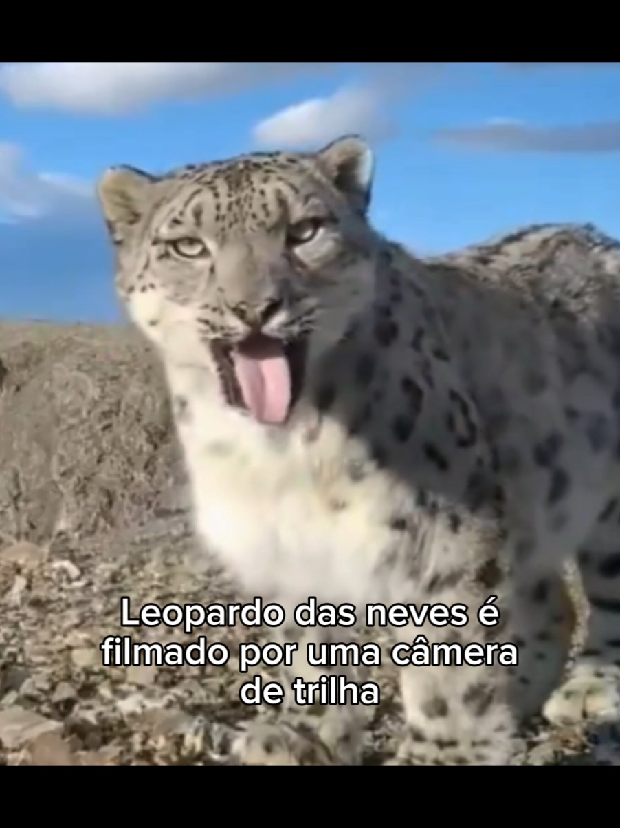 o tai lung de língua pra fora #animaisfofos #gatos #gatosfofos #cachorro 