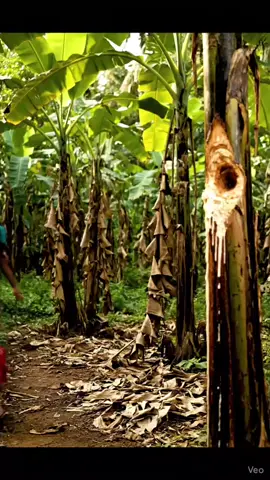 ######සිතුම් පකයා#############