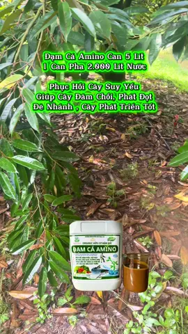 Đạm Cá Hữu Cơ Amino Giúp Cây Bật Mầm, Xanh Lá, Bung Cành, Đẻ Nhánh Mạnh, Nuôi Trái (Can 5 Lít).#xuhuong #nongnghiep #nongdan #saurieng #lamvuon 