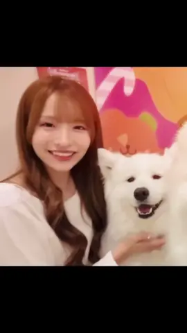 🐶🫶🏻@平田侑希 #平田侑希 #yukihirata #AKB48 #サモエド #fyp 