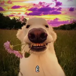 Lạc quan lên nhé 😉, nhưng đừng quên giúp tôi một dấu cộng 🥹💖#CapCut #xuhuong (1 tiếng của tui á 😊)#creatorsearchinsights 